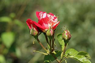 专家齐聚沈阳围绕“张学良旧居建筑的保护与利用”开展交流